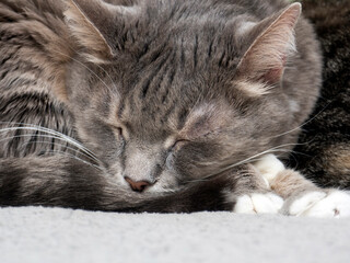 dozing tabby cat close up