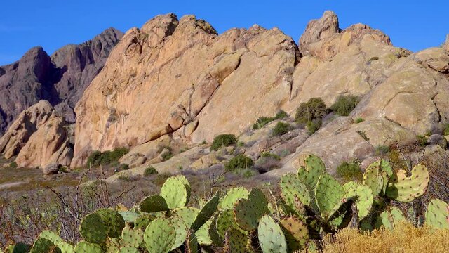Prickly pear cactus (Opuntia), Saguaro National Park, Arizona, USA