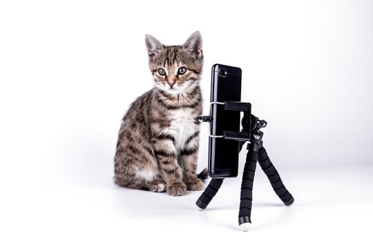 Cat with a smartphone. Little kitten takes a picture with phone of on tripod.