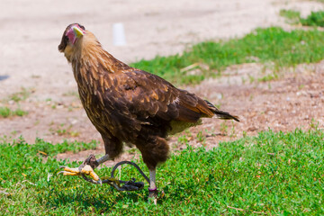 South American crested caracara in a bird show