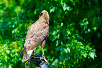 South American crested caracara in a bird show