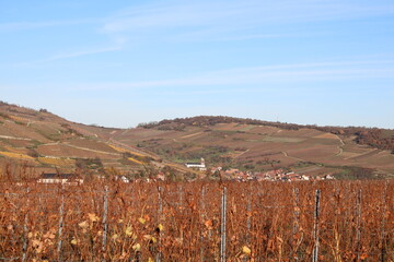 Vignoble d'Alsace en automne