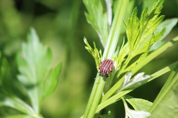 ladybird on a green leaf
