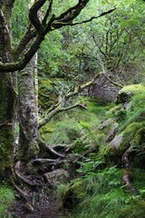 Obraz premium Forest hiking trail in Rogaland, Norway
