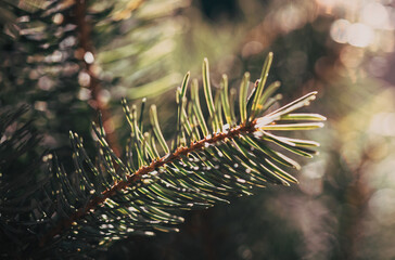 green fir branches close up  Christmas time