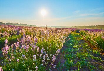 The sunrise sky over the white lavender (Nana Alba) in the field