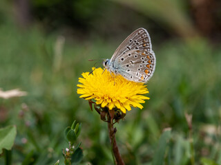 Butterfly on a yellow dandelion