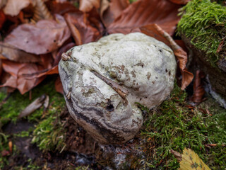 Mushroom with pieces of wood inside, background with moss and brown fallen leaves