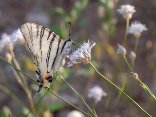 A white butterfly on a white flower