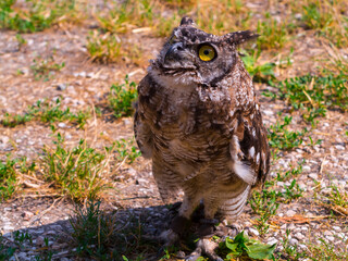 African spotted eagle-owl on the ground during a bird show