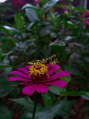 Beautiful Praying Mmantis on Pink Flower