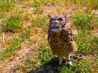 African spotted eagle-owl on the ground during a bird show