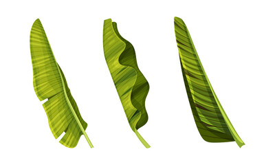 Fototapeta premium Tropical exotic leaves set. Green jungle plants vector illustration
