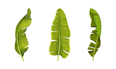 Exotic leaves set. Green jungle plants, decorative tropical foliage vector illustration