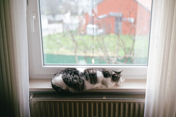 Big domestic cat sleeping on windowsill on gloomy winter day and enjoying radiator heat