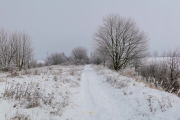 Fototapeta premium trees in the snow