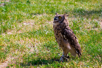 African spotted eagle-owl on the ground during a bird show