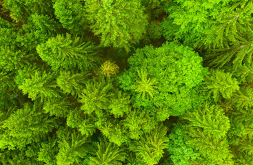 Aerial view of ealthy green trees in a forest of old spruce and fir trees in wilderness of a national park in bavarian landscpae. Sustainable industry, ecosystem and healthy environment concepts