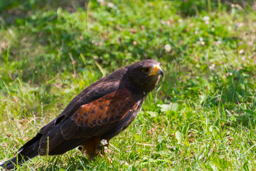 Harris hawk is staying on the grassland