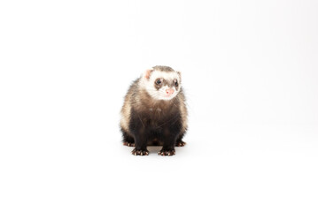 Ferret pet on a white background, isolated.
