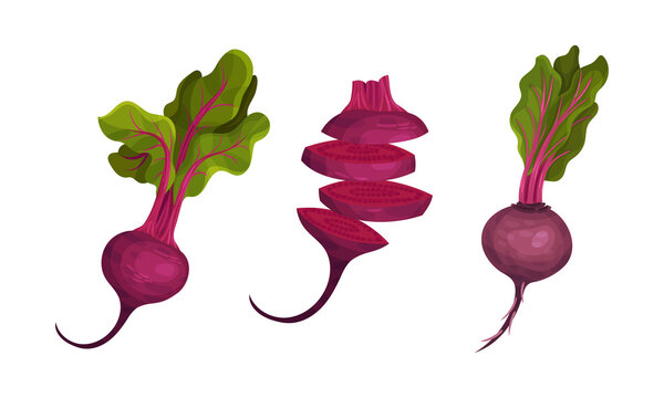 Set of fresh whole and sliced beetroot with green leaves. Organic vegetable, natural farm food vector illustration