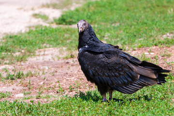 American turkey vulture is walking on the ground