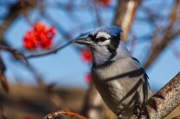 Close up of a Blue Jay