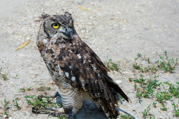 African spotted eagle-owl on the ground during a bird show