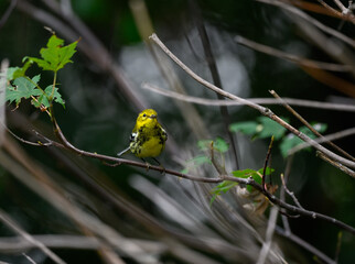 Black-throated Green Warbler Foraging in Underbrush in Fall