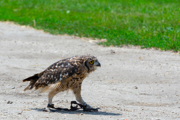 African spotted eagle-owl on the ground during a bird show