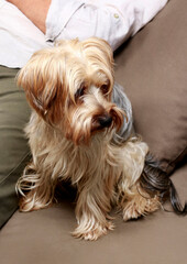 Naklejka na ściany i meble Yorkshire Terrier sitting on the pillow.
