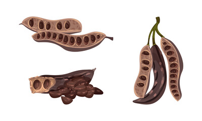 Sweet pods of carob plant set. Super food vector illustration - obrazy, fototapety, plakaty