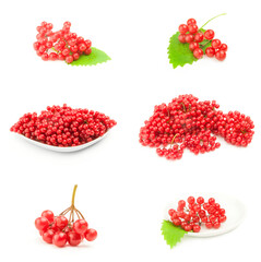 Group of red berries of a guelder-rose isolated over a white background