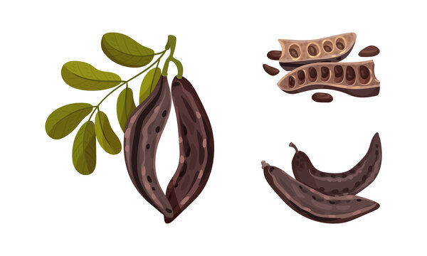 Brown pods of ripe carob plant with leaves set. Organic healthy super food vector illustration