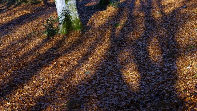 Pollarded beech forest in winter in Gorbeia Natural Park, Alava, Basque Country, Spain, Europe