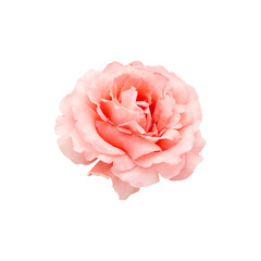 open rose flower of coral color, isolated flower on white background without shadows for design layouts