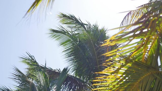 Slow motion of coconut tree leaves moving with the wind, on tropical paradisiac beach