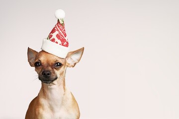 Dog Christmas Background. wearing red Santa hat. Merry Christmas.