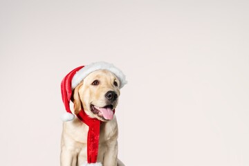 Dog Christmas Background. wearing red Santa hat. Merry Christmas.