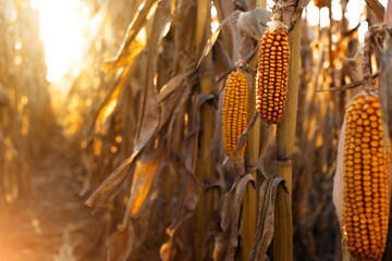 Dry corn stalks with cobs backlit by sun at fields autumn time