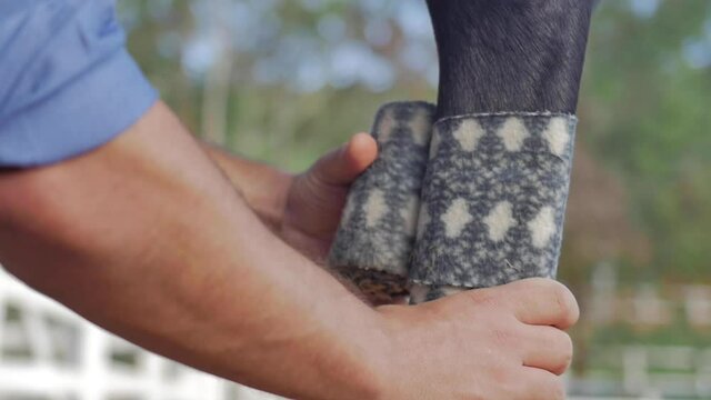 Slow Motion Horse Rider Placing Horse Boots Compression Wrap On Its Legs