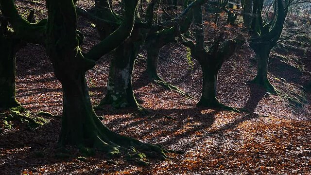 Pollarded beech forest in winter in Gorbeia Natural Park, Alava, Basque Country, Spain, Europe