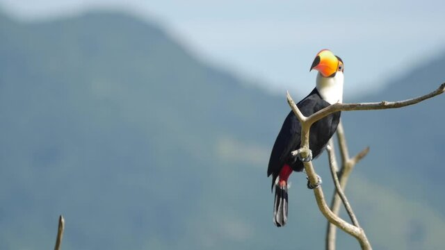 Slow motion of toucan looking at camera on a environmental protection national park, in Rio de Janeiro Brasil 