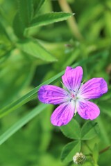 butterfly on flower
