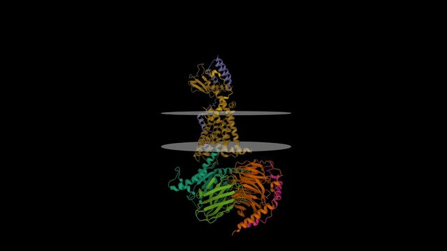 Structure of the active adrenomedullin 1 receptor G protein complex with adrenomedullin peptide (light brown), putative membrane shown. Animated 3D cartoon model, PDB 6uun, black background.