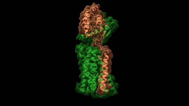 Structure of the CGRP receptor (pink) with CGRP peptide (brown) and receptor activity-modifying protein (green). Animated 3D cartoon and Gaussian surface models, PDB 7knu, black background.