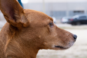 Close-up of the profile of a beautiful dog with big ears and a long muzzle.