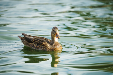 Ducks floating on water in the lake in city park in sunny day. Close up portraits of water birds with beautiful green-blue water background