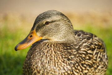 Mallard duck (Anas platyrhynchos) sitting on green grass meadow. Close up portrait of   wild duck on the beach