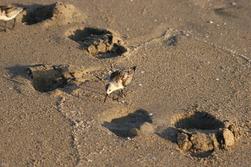 Sandpiper bird on the beach